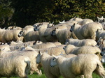 FZ022605 Sheep on the run.jpg